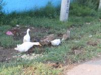 Albums/20060800-China Aug 2006/20060809-Shenyang - Guoqi Village/11